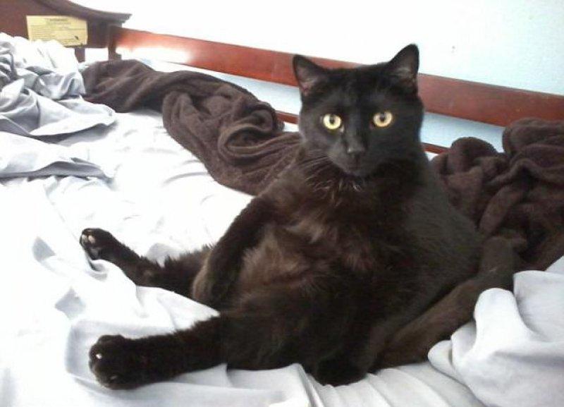 Rahatına düşkün kediler 