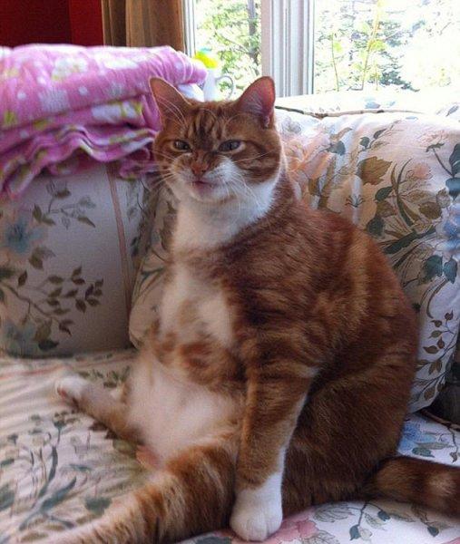 Rahatına düşkün kediler 