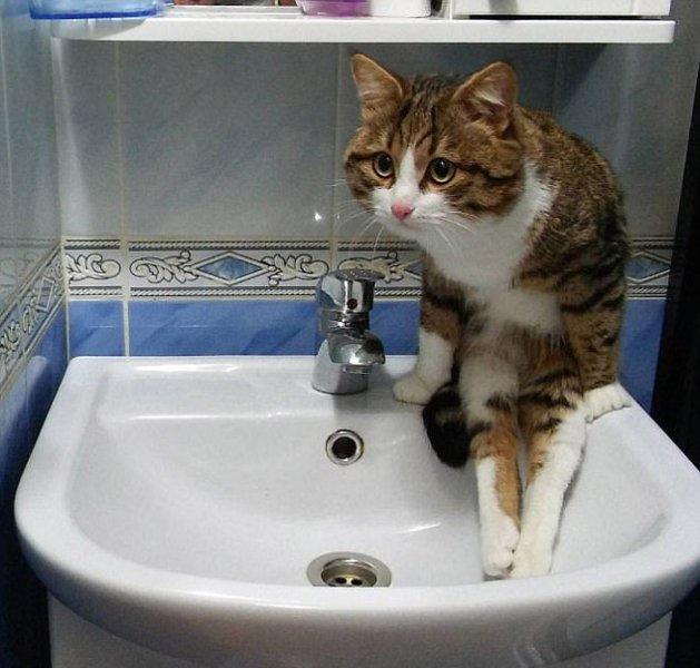 Rahatına düşkün kediler 