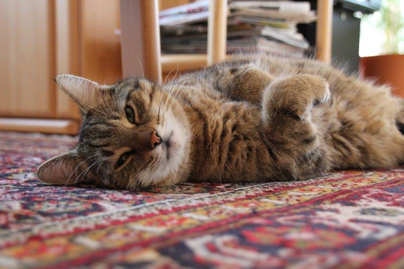 Rahatına düşkün kediler 