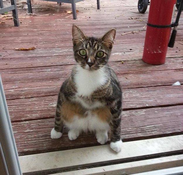 Rahatına düşkün kediler 