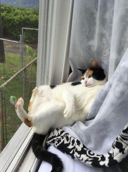 Rahatına düşkün kediler 