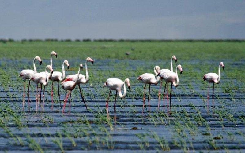 Sultansazlığı Kuş Cenneti'ne 9 milyon metreküp can suyu