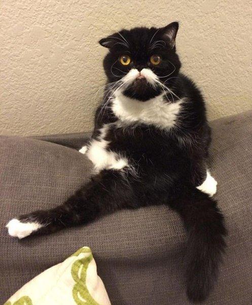 Rahatına düşkün kediler 