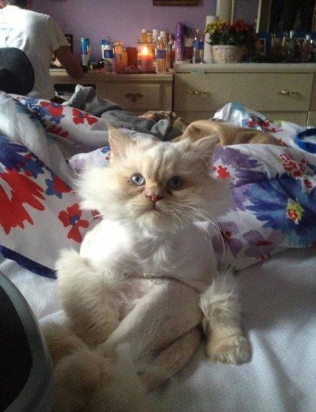 Rahatına düşkün kediler 