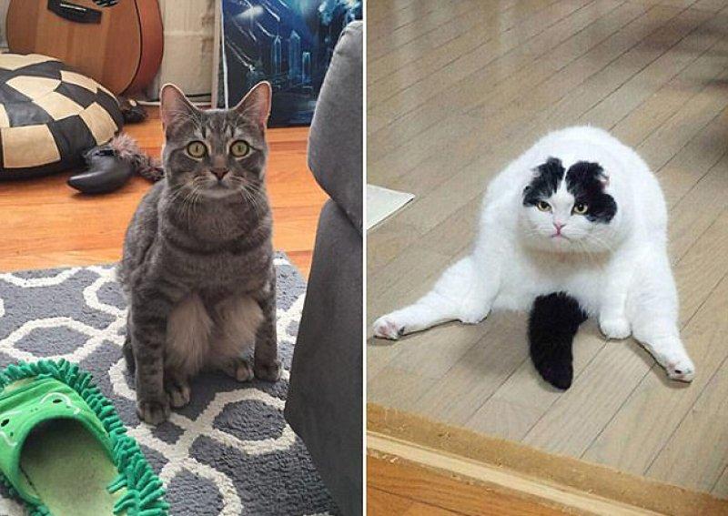 Rahatına düşkün kediler 