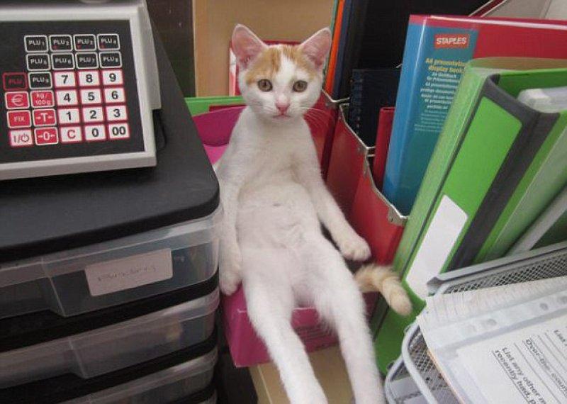 Rahatına düşkün kediler 