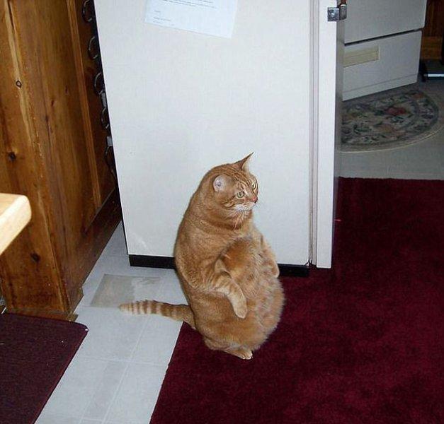 Rahatına düşkün kediler 