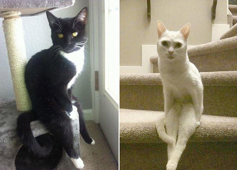 Rahatına düşkün kediler 