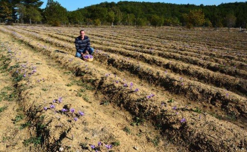 Safranbolu'da safran hasadı başladı
