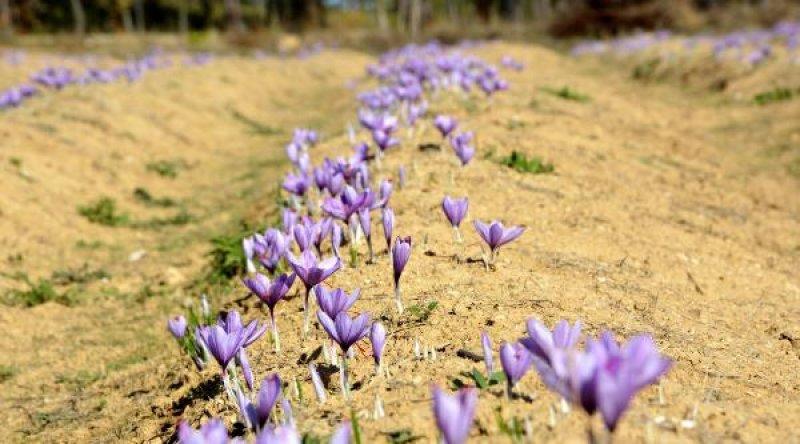 Safranbolu'da safran hasadı başladı