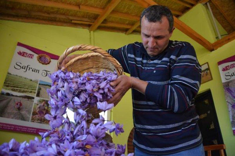 Safranbolu'da safran hasadı başladı