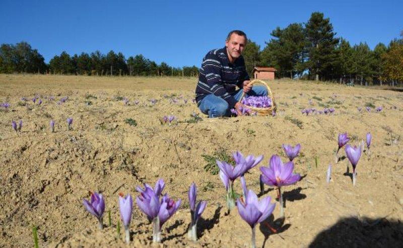 Safranbolu'da safran hasadı başladı