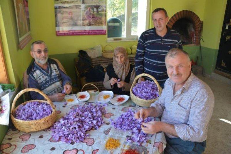 Safranbolu'da safran hasadı başladı