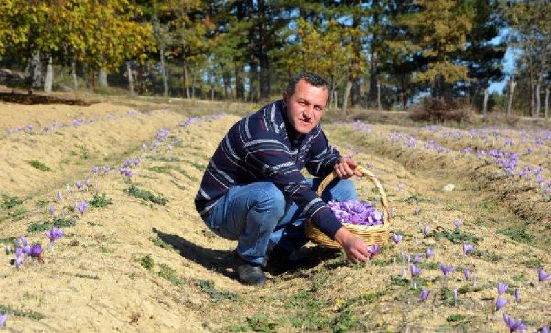 Safranbolu'da safran hasadı başladı