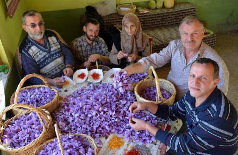 Safranbolu'da safran hasadı başladı