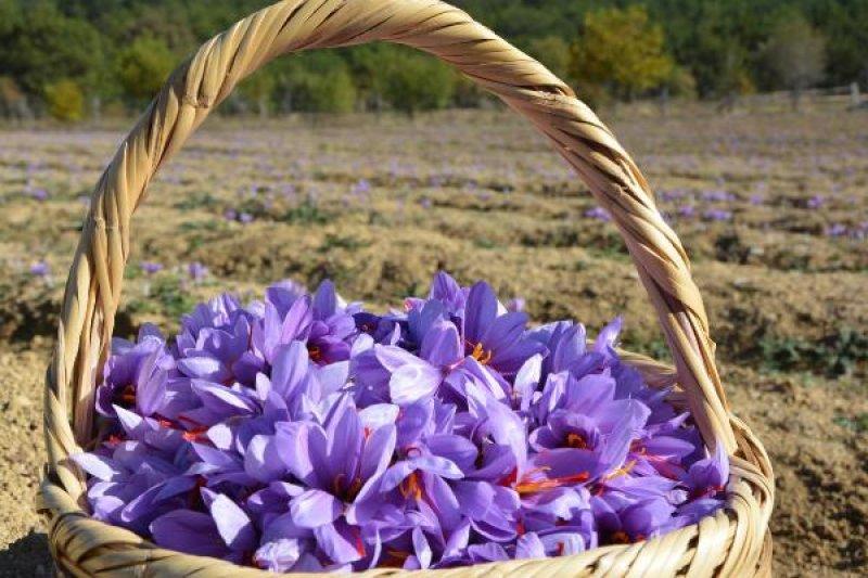 Safranbolu'da safran hasadı başladı