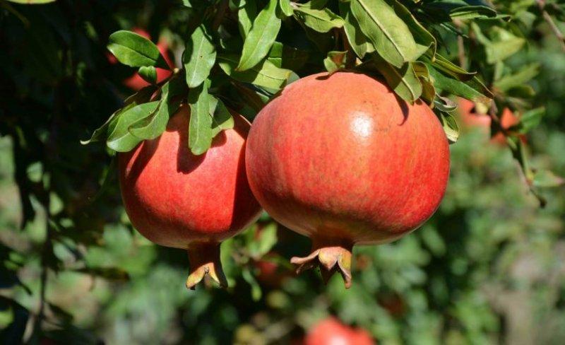  Şirvan İlçesi'nde nar hasadı başladı 