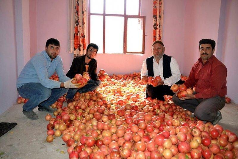  Şirvan İlçesi'nde nar hasadı başladı 