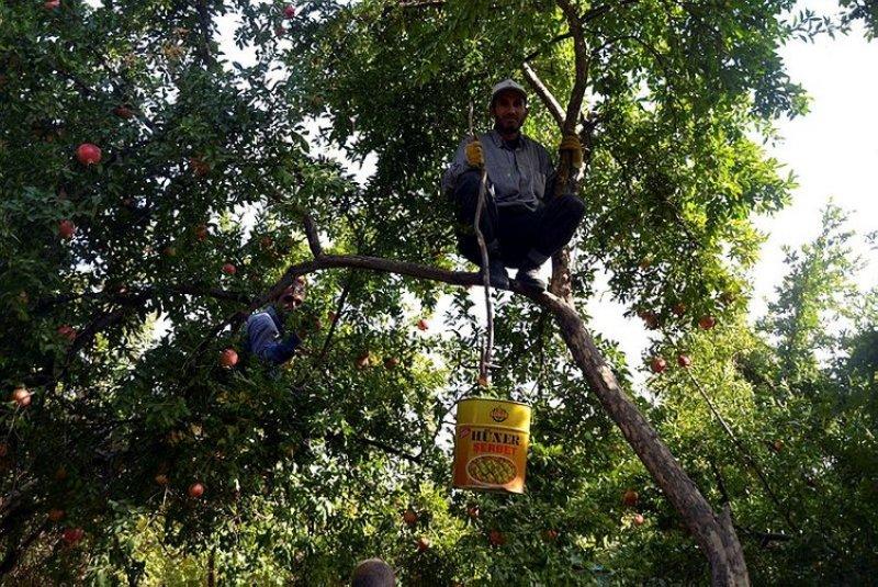  Şirvan İlçesi'nde nar hasadı başladı 