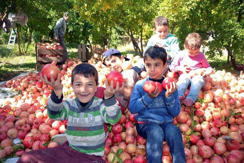  Şirvan İlçesi'nde nar hasadı başladı 