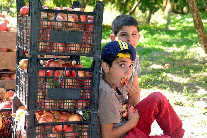  Şirvan İlçesi'nde nar hasadı başladı 