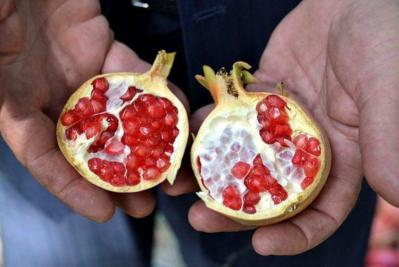  Şirvan İlçesi'nde nar hasadı başladı 