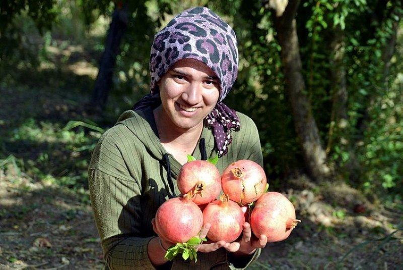  Şirvan İlçesi'nde nar hasadı başladı 