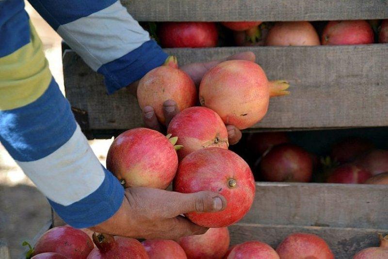  Şirvan İlçesi'nde nar hasadı başladı 