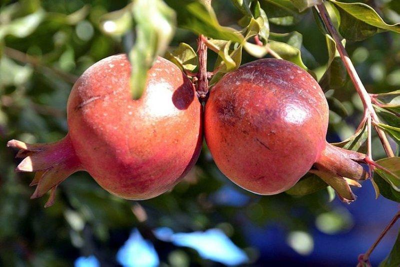  Şirvan İlçesi'nde nar hasadı başladı 