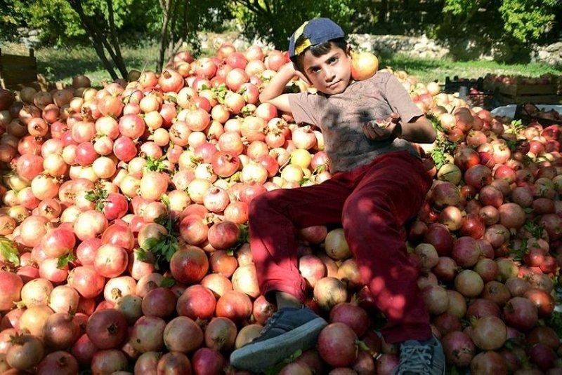  Şirvan İlçesi'nde nar hasadı başladı 