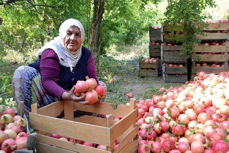  Şirvan İlçesi'nde nar hasadı başladı 