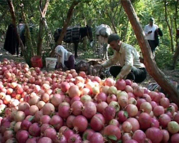  Şirvan İlçesi'nde nar hasadı başladı 