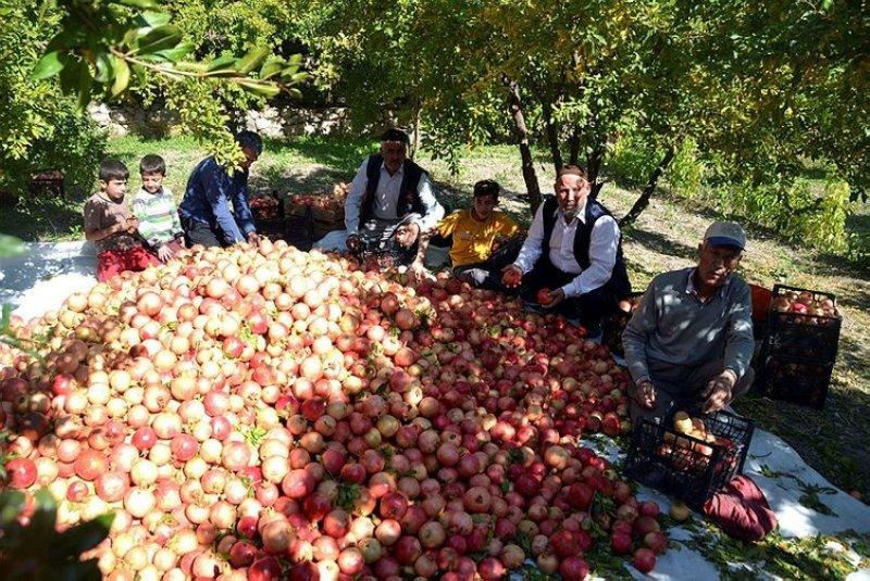  Şirvan İlçesi'nde nar hasadı başladı 