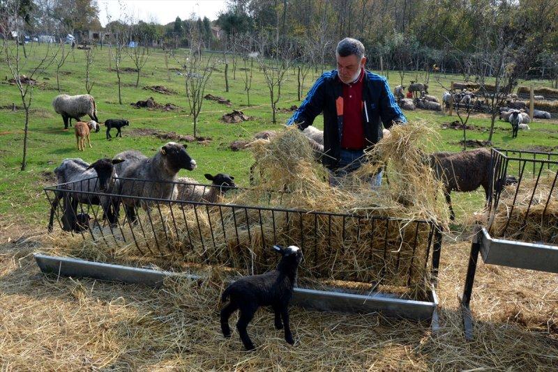 Kentin gürültüsünden uzaklaşıp koyun yetiştiricisi oldu