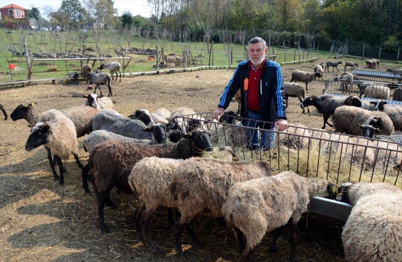 Kentin gürültüsünden uzaklaşıp koyun yetiştiricisi oldu