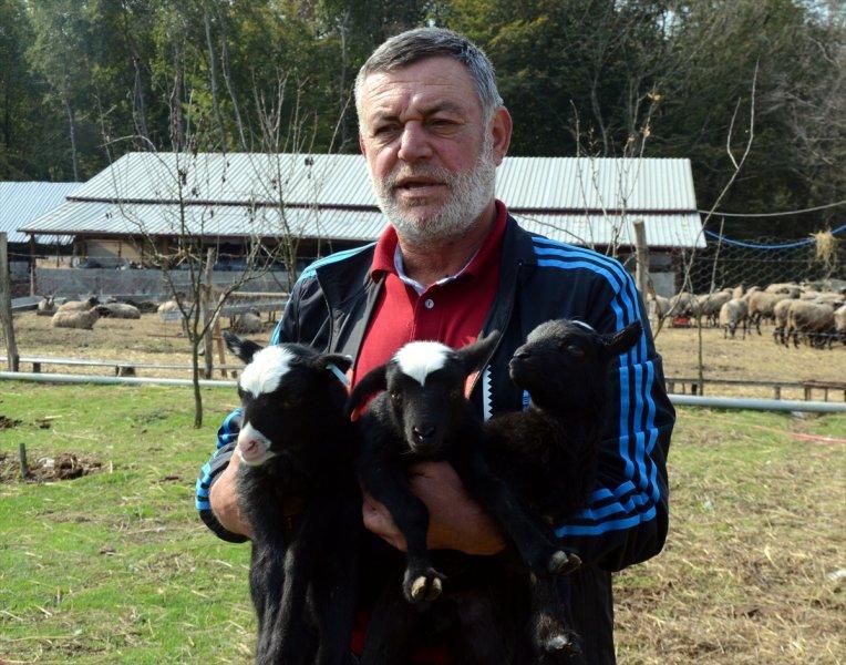 Kentin gürültüsünden uzaklaşıp koyun yetiştiricisi oldu
