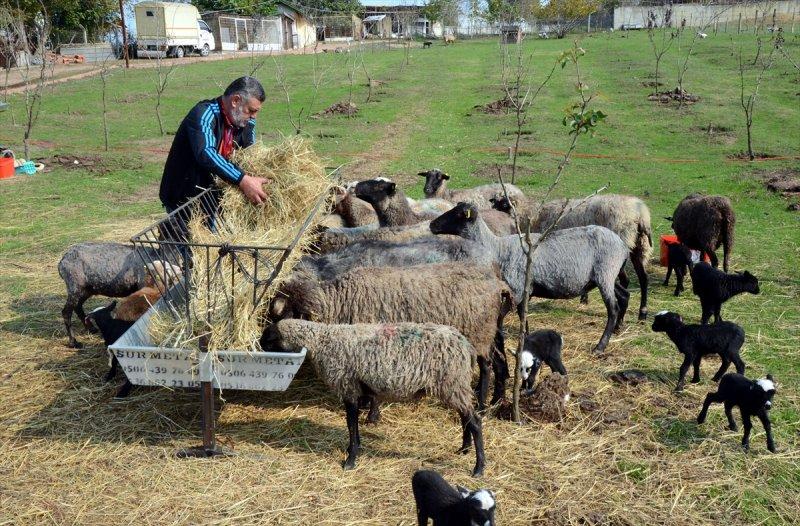 Kentin gürültüsünden uzaklaşıp koyun yetiştiricisi oldu