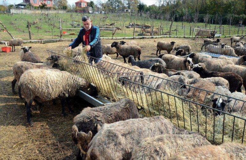 Kentin gürültüsünden uzaklaşıp koyun yetiştiricisi oldu