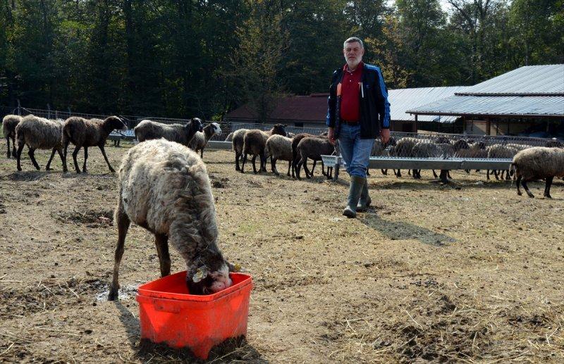 Kentin gürültüsünden uzaklaşıp koyun yetiştiricisi oldu