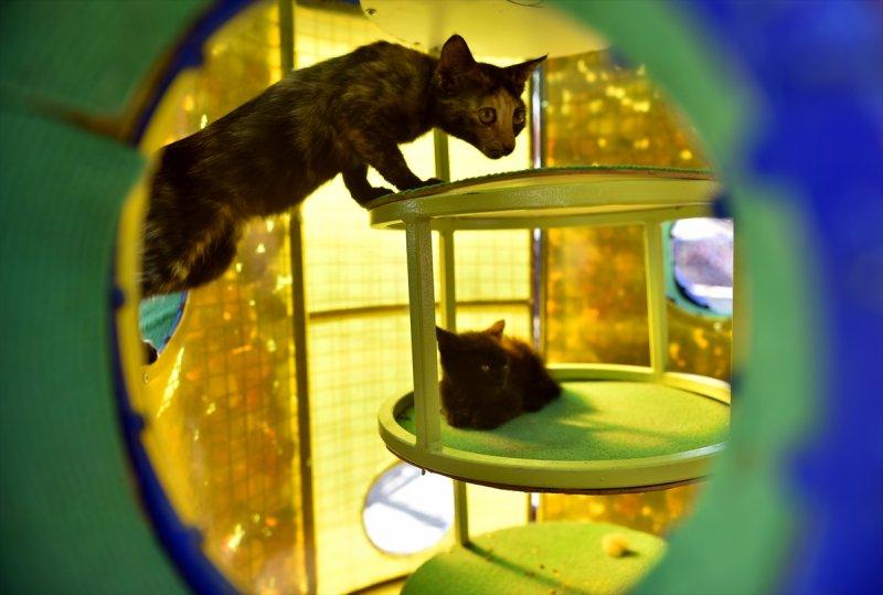 Miyav Park'ın yeni sakinleri