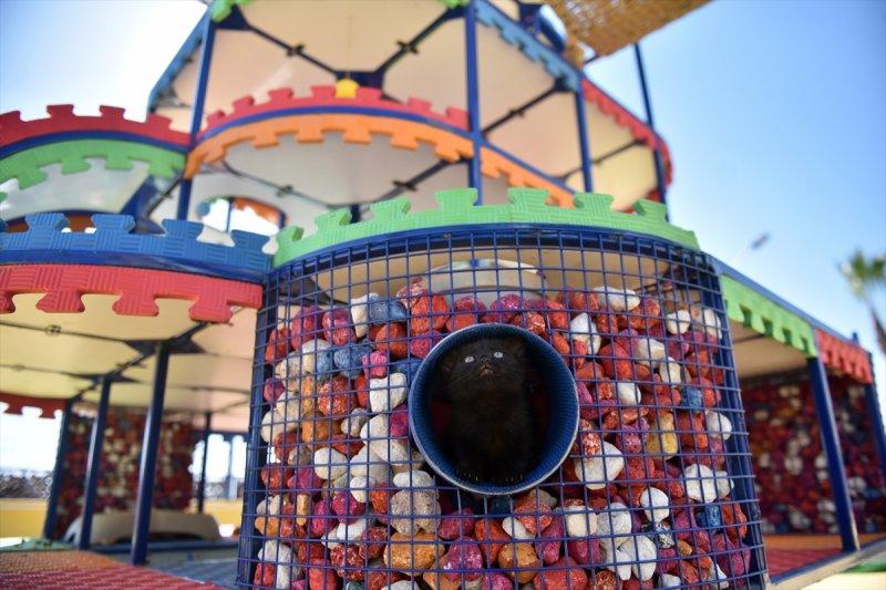 Miyav Park'ın yeni sakinleri