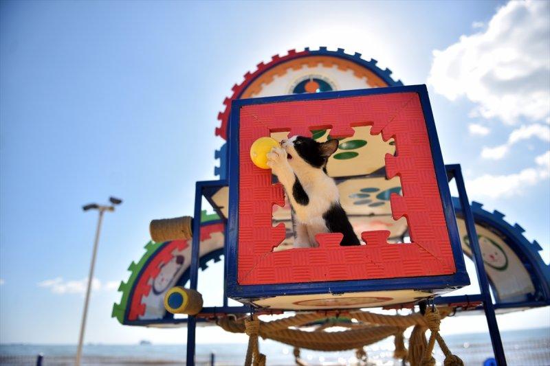 Miyav Park'ın yeni sakinleri