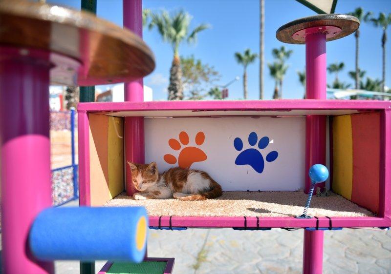 Miyav Park'ın yeni sakinleri