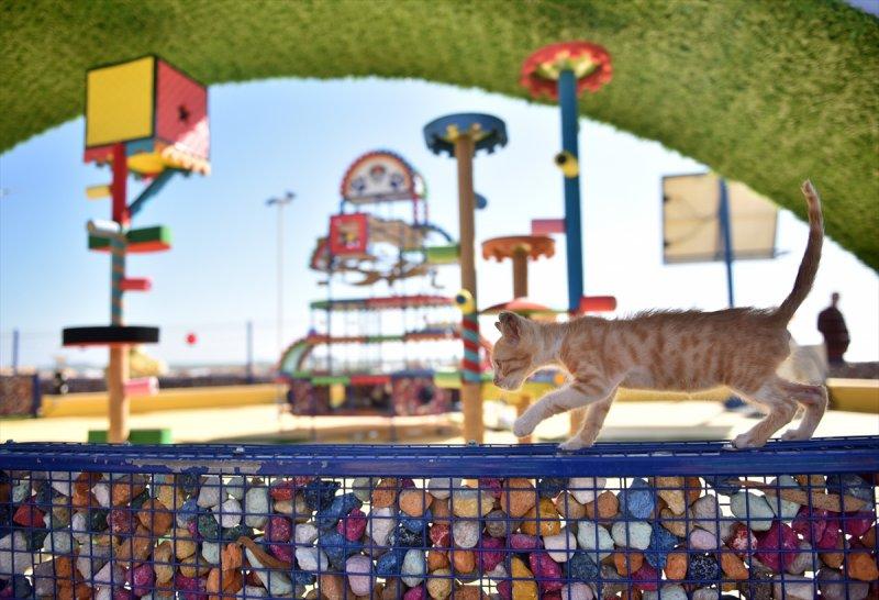 Miyav Park'ın yeni sakinleri