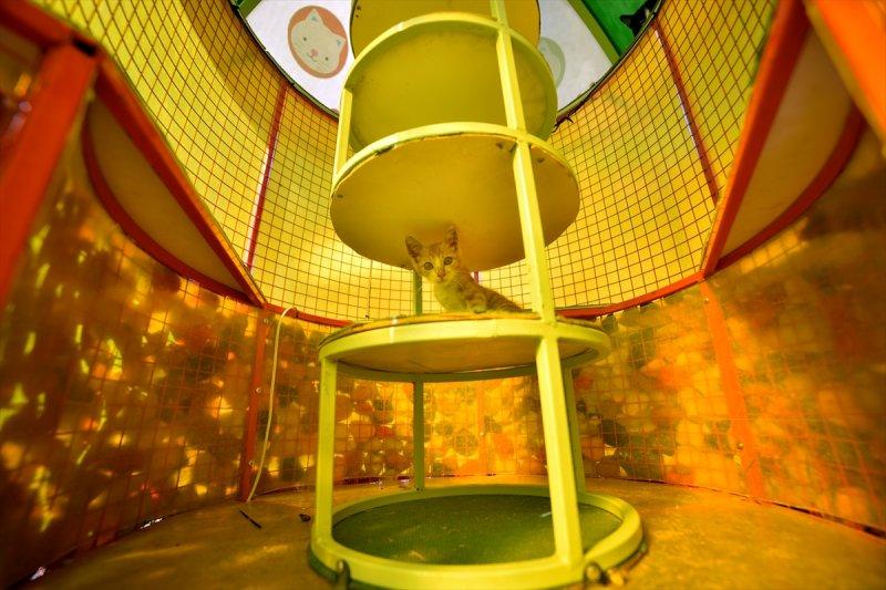 Miyav Park'ın yeni sakinleri