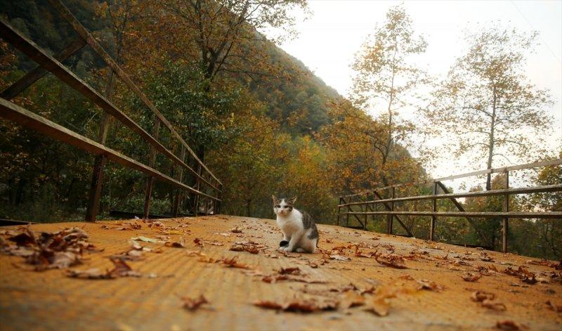 Güzeldere Yaylası'nda sonbahar