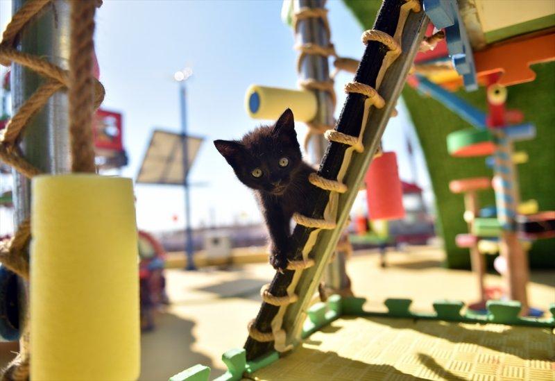 Miyav Park'ın yeni sakinleri