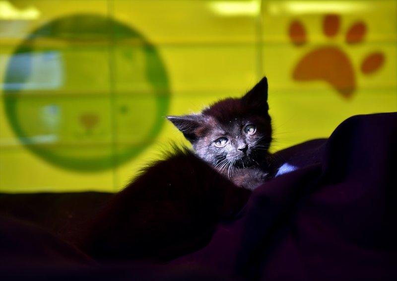 Miyav Park'ın yeni sakinleri