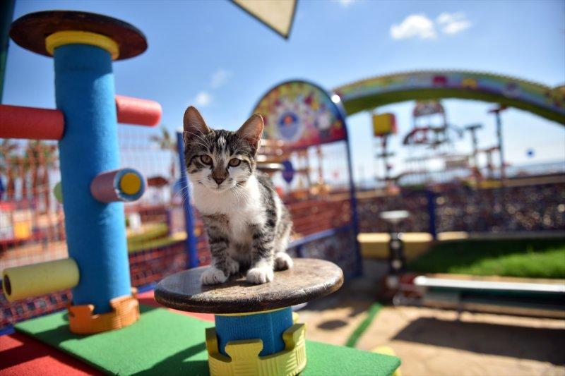 Miyav Park'ın yeni sakinleri